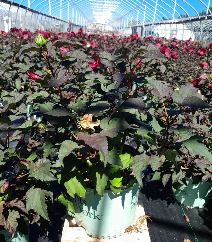 Hibiscus 'Mars Madness'