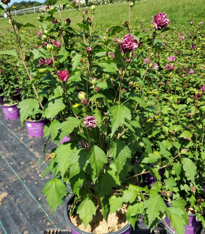 Hibiscus syriacus French Cabaret™ Red