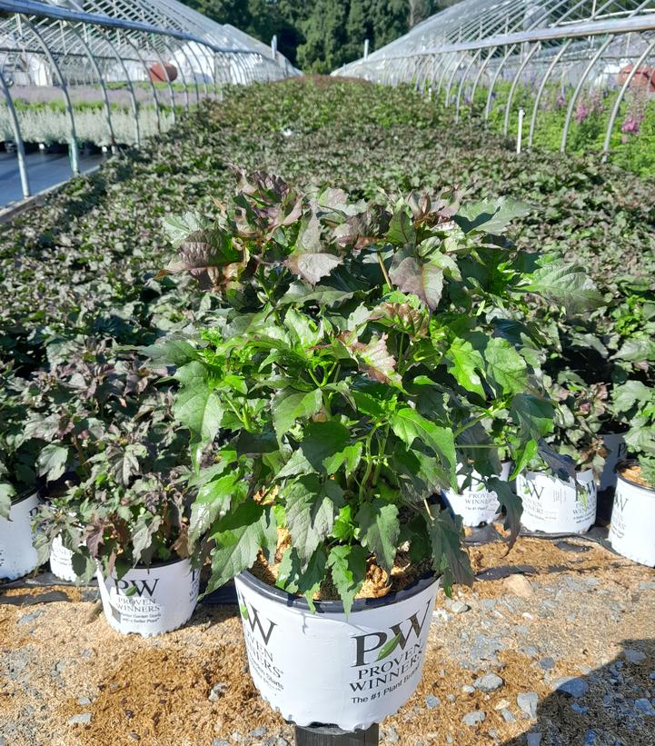 Hibiscus hybrid Summerific® 'Valentine's Crush'