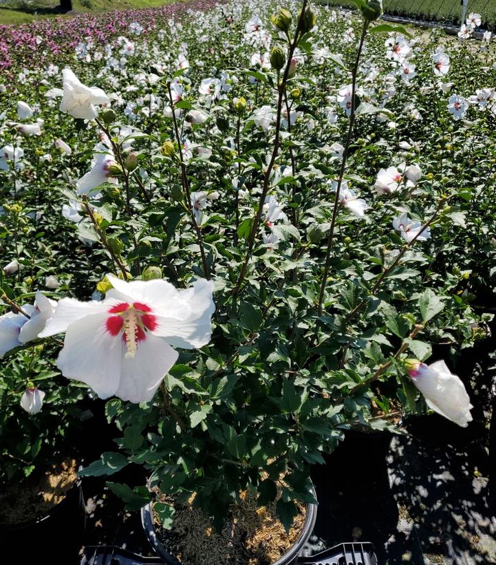 Hibiscus syriacus Red Heart