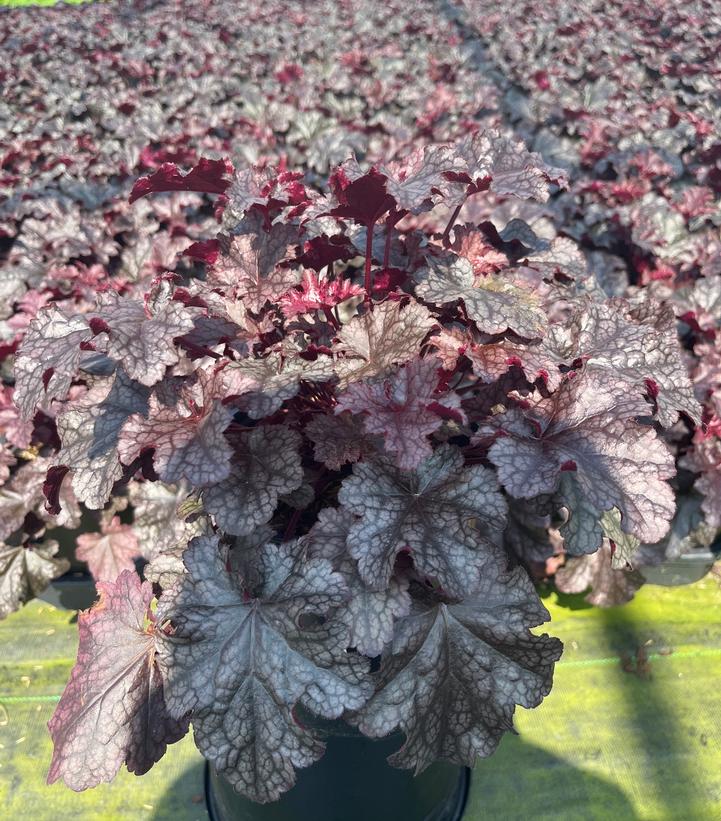 Heuchera 'Plum Pudding'