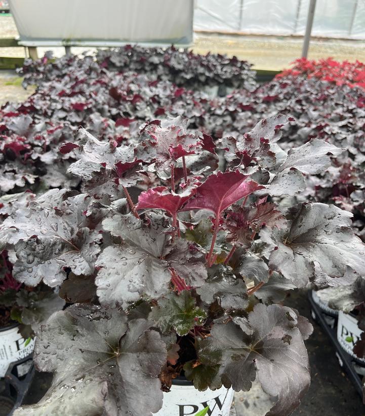 Heuchera hybrid Primo® Black Pearl