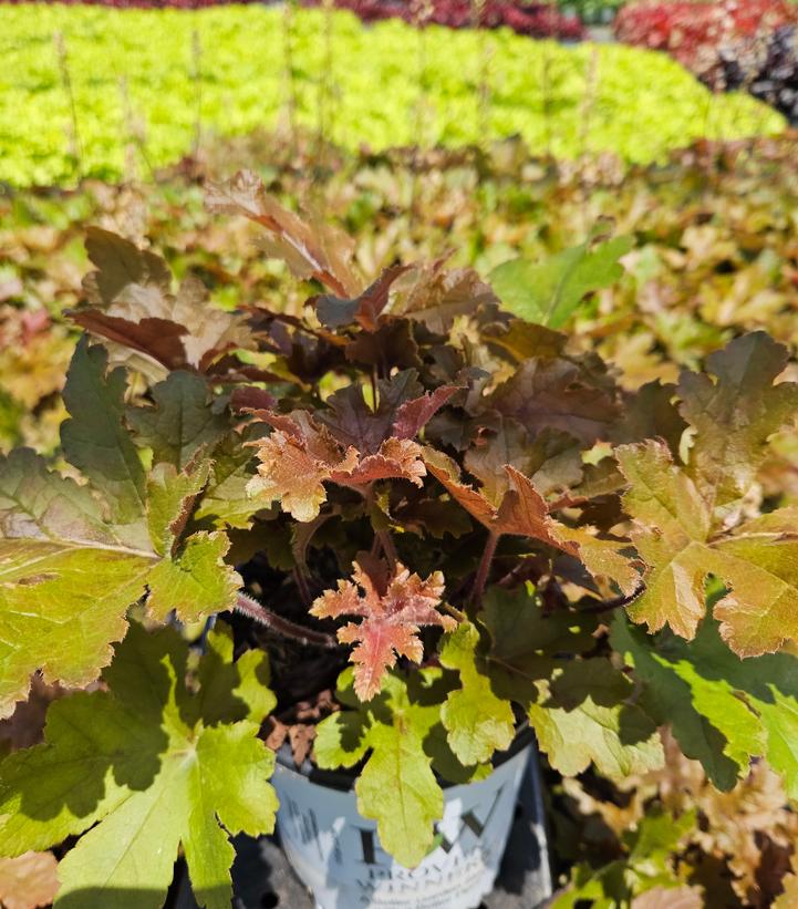 Heucherella hybrid Fun and Games® Fun and Games® Hopscotch