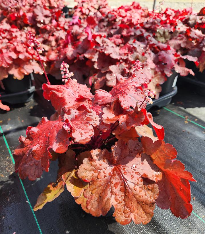 Heuchera 'Fire Alarm'