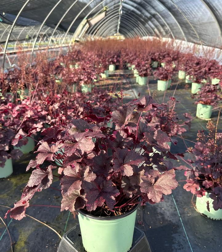 Heuchera Midnight Rose