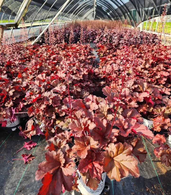 Heuchera hybrid Primo™ Primo™ 'Mahogany Monster'