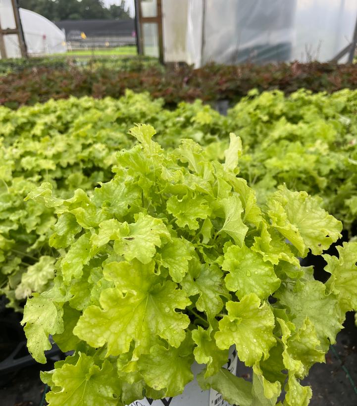 Heuchera hybrid Dolce® Dolce® 'Apple Twist'