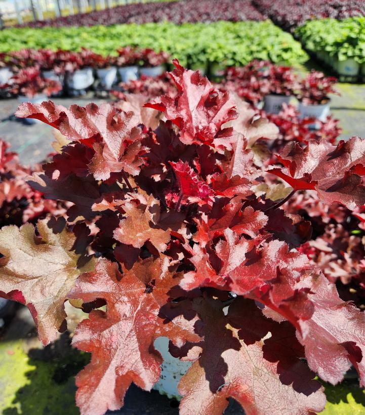 Heuchera hybrid Dolce® Dolce® 'Cherry Truffles'