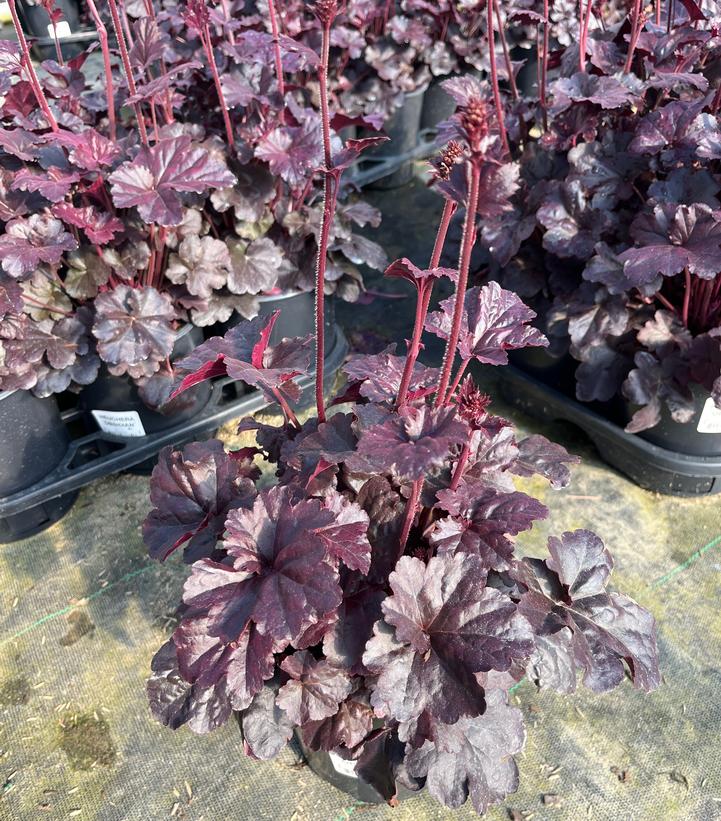 Heuchera Obsidian