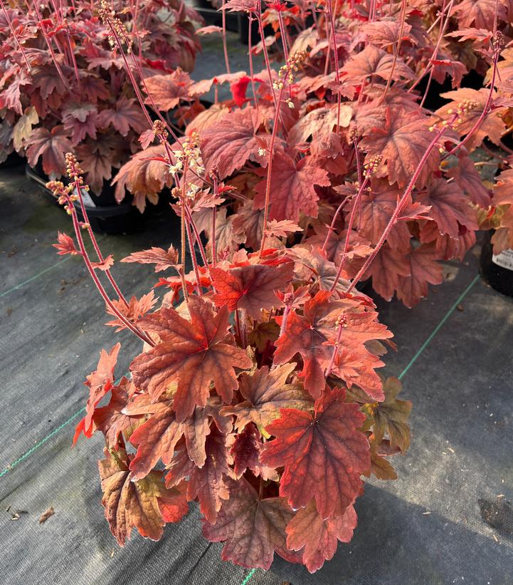 Heucherella x 'Sweet Tea'