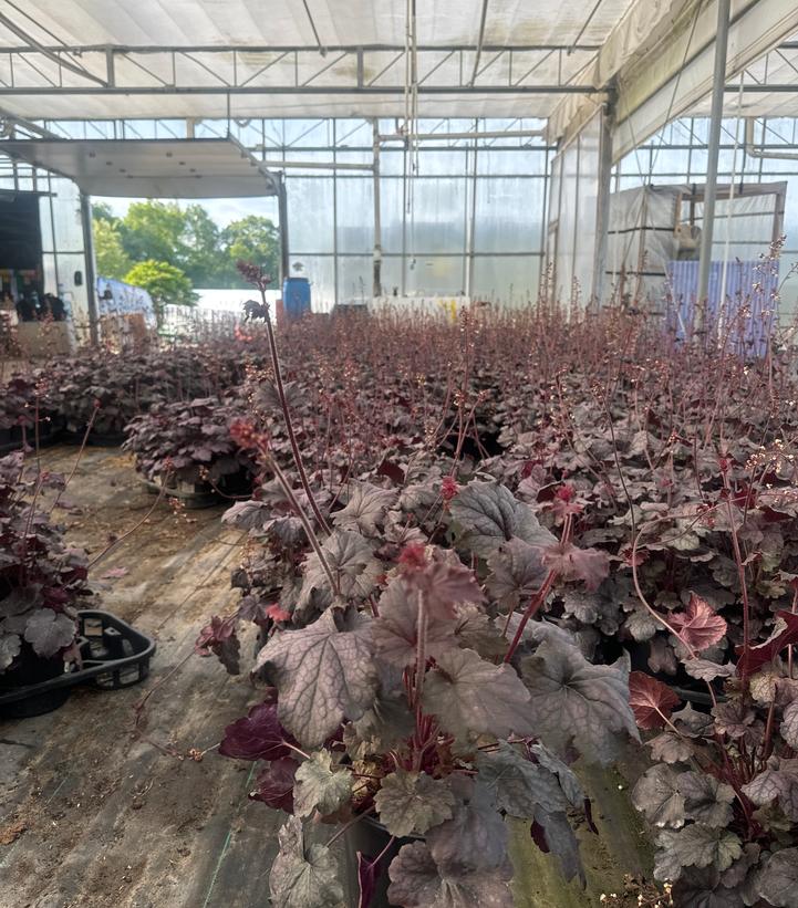 Heuchera Grape Expectations