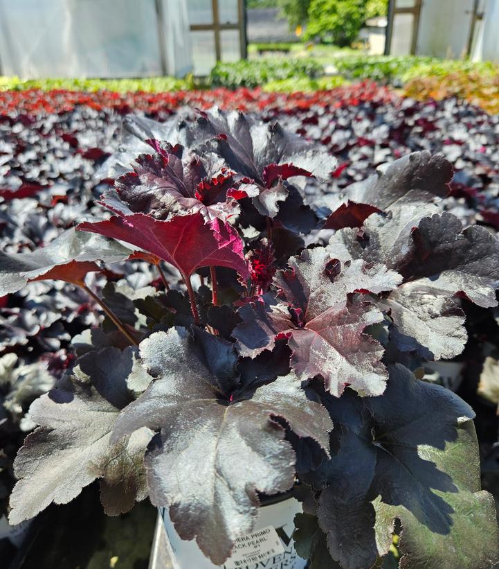 Heuchera hybrid Primo® Black Pearl