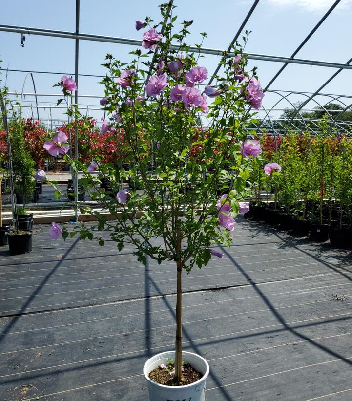 Hibiscus syriacus Lavender Chiffon®