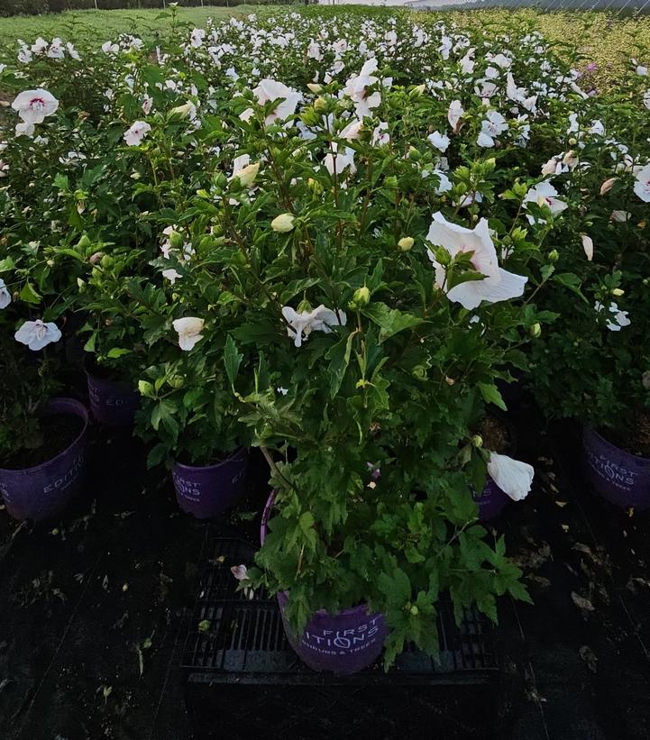 Hibiscus syriacus Bali™