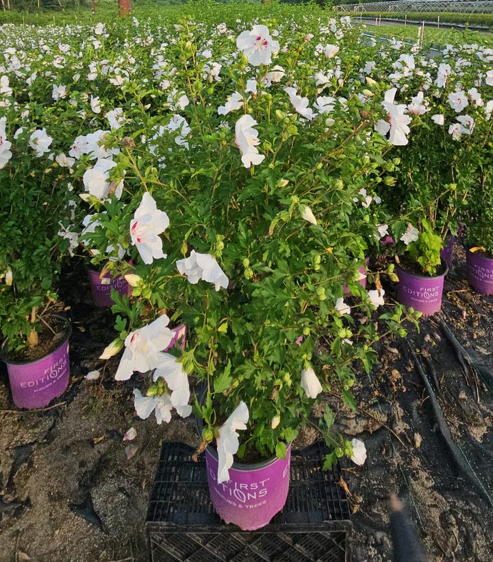 Hibiscus syriacus Bali™