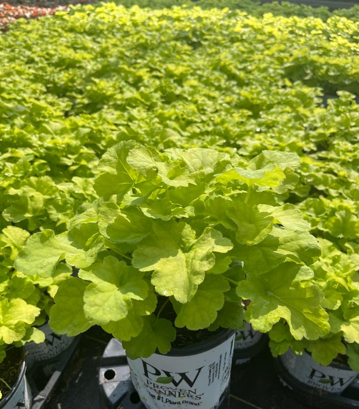 Heuchera Primo® Pistachio Ambrosia