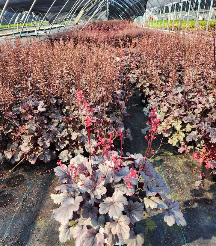 Heuchera Northern Exposure™ Silver