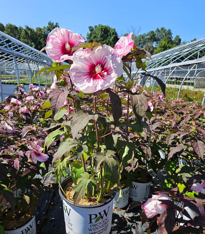 Hibiscus hybrid Summerific® Summerific® Cherry Choco Latte