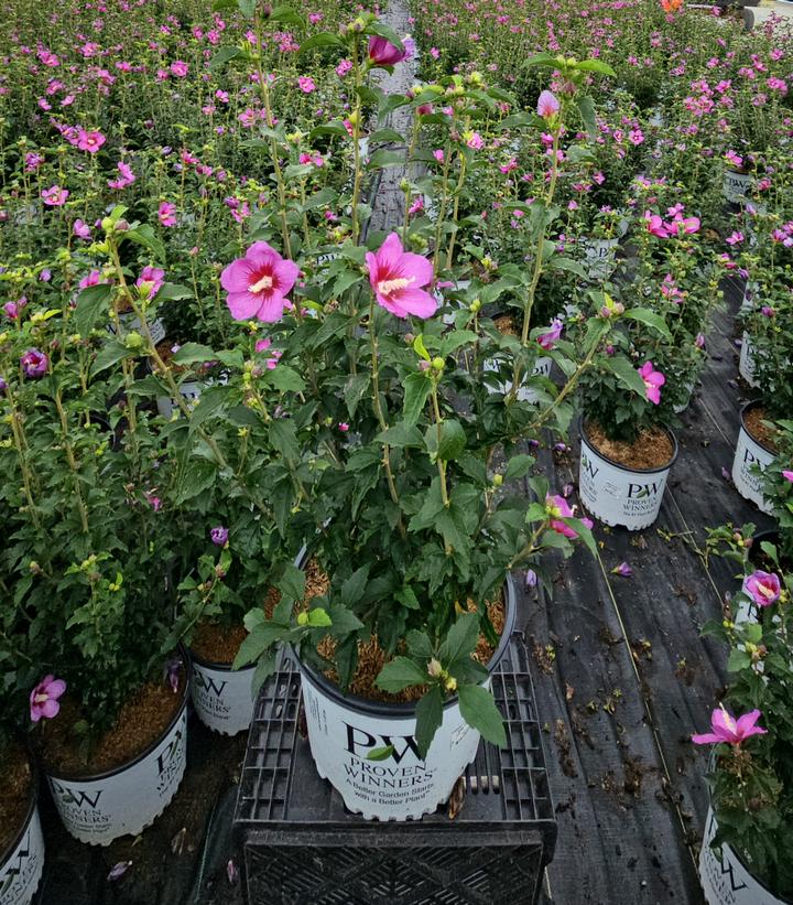 Hibiscus syriacus Lil' Kim® Violet