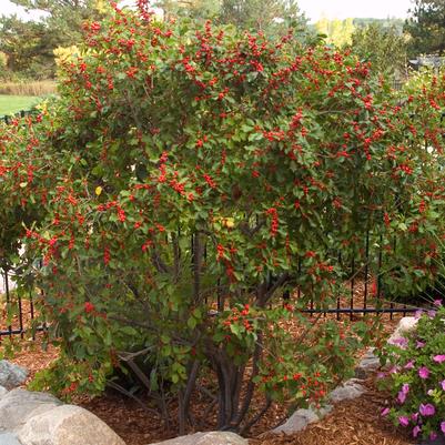 Ilex verticillata Wildfire™