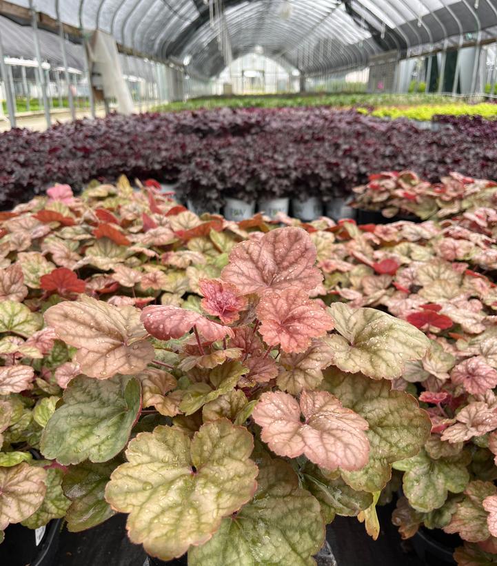 Heuchera Apricot