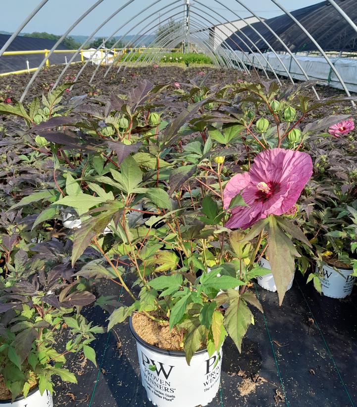 Hibiscus hybrid Summerific® Berry Awesome