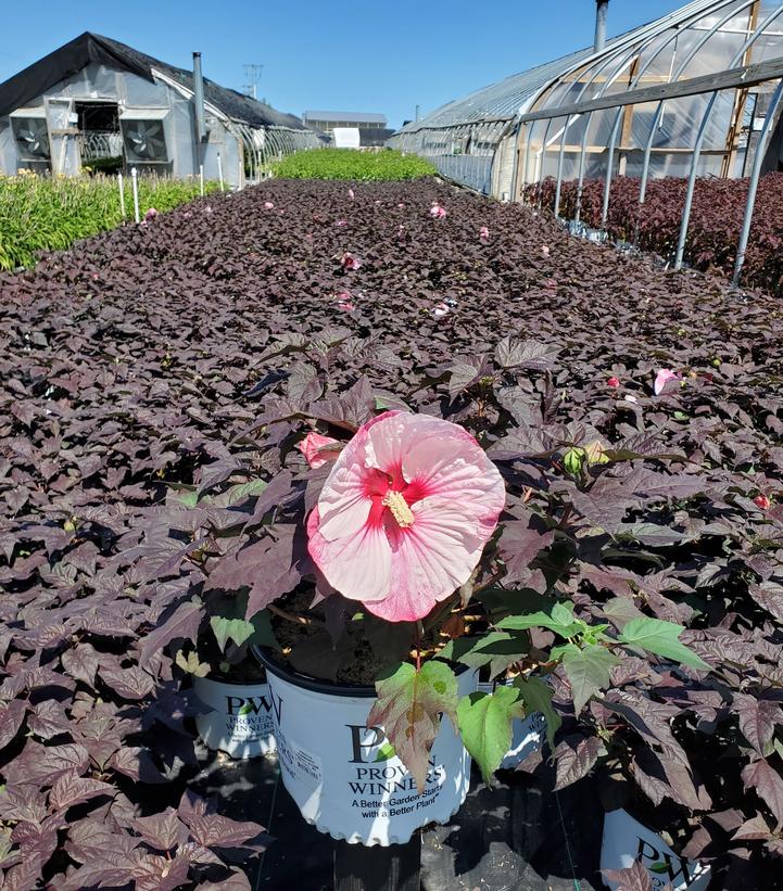 Hibiscus hybrid Summerific® Summerific® Perfect Storm