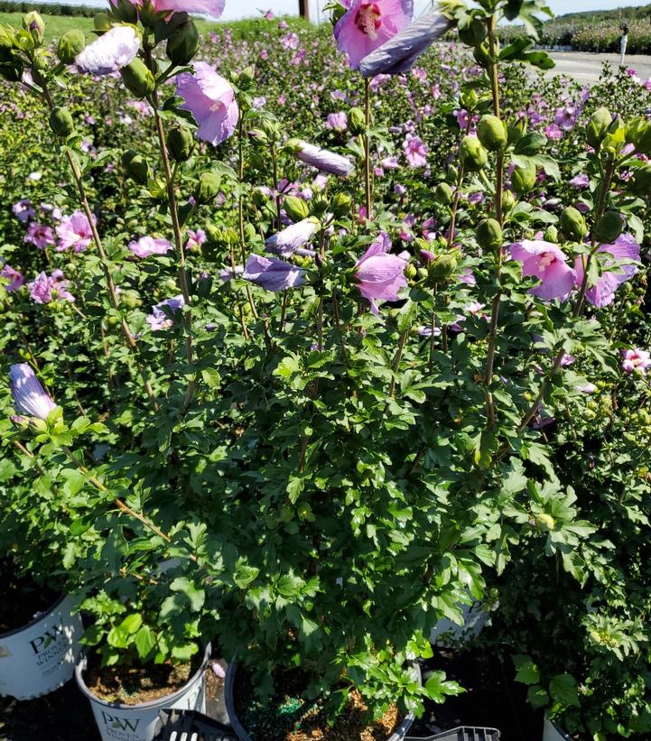 Hibiscus syriacus Violet Satin®