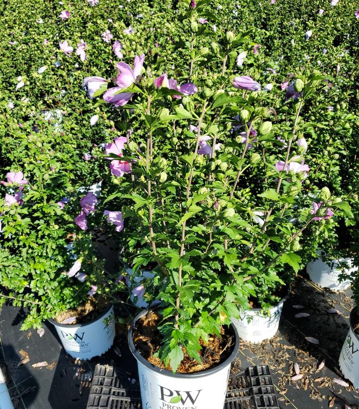 Hibiscus syriacus Violet Satin®