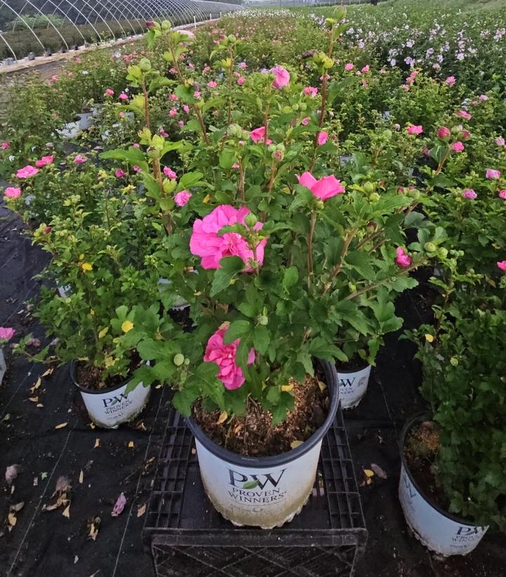 Hibiscus syriacus Magenta Chiffon®