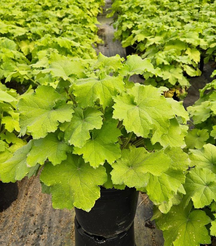 Heuchera hybrida Guacamole