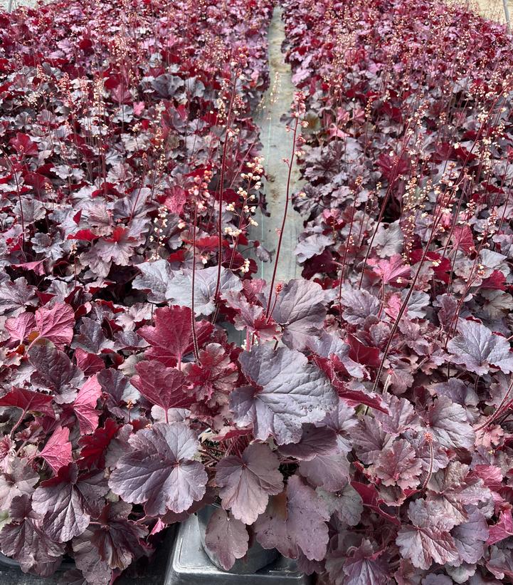 Heuchera Northern Exposure™ Black