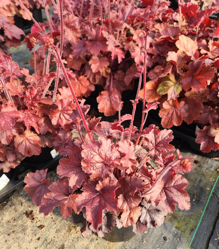 Heuchera Northern Exposure™ Red