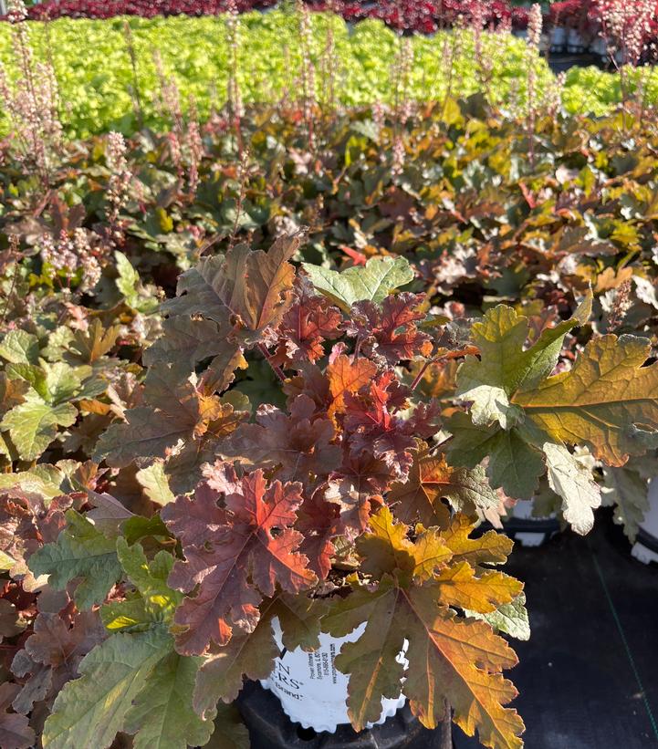 Heuchera Apricot