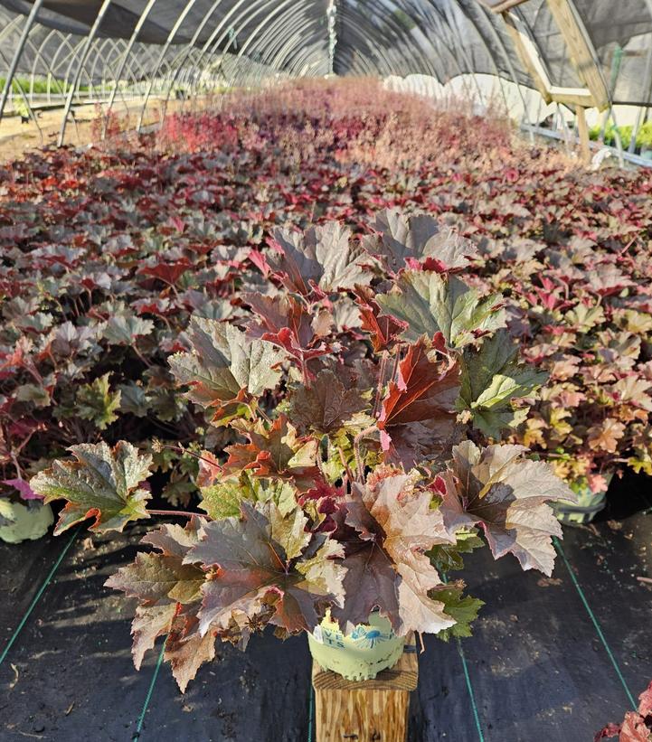 Heuchera villosa 'Bronze Wave'