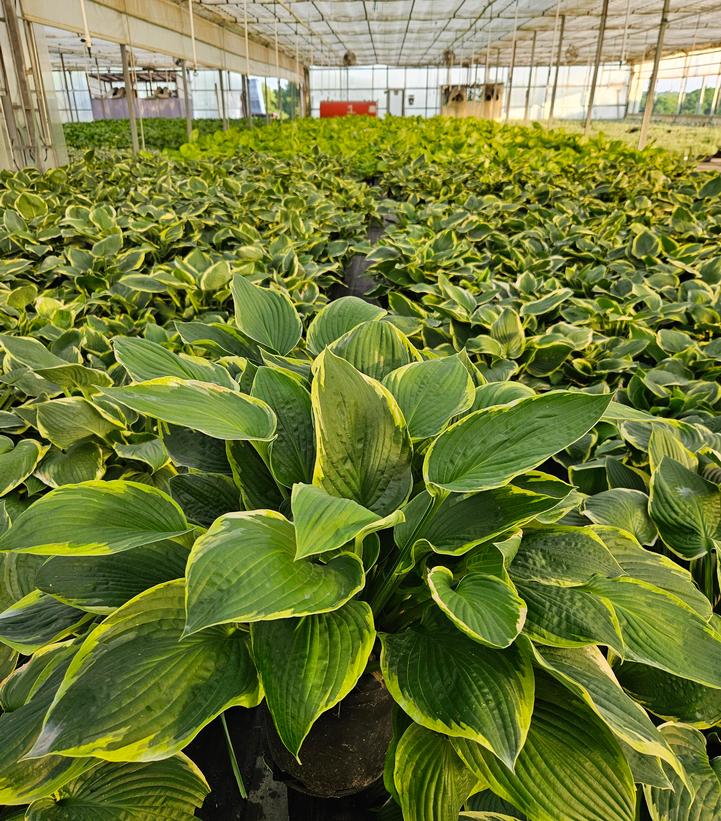 Hosta Fortunei Aureo-Marginata