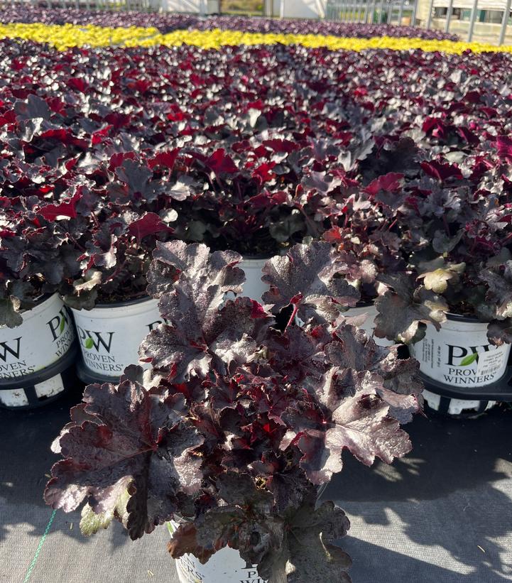 Heuchera hybrid Primo® Black Pearl