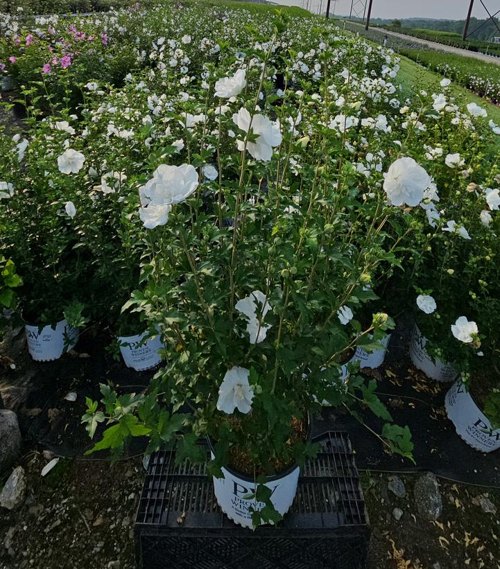 Hibiscus syriacus White Chiffon®