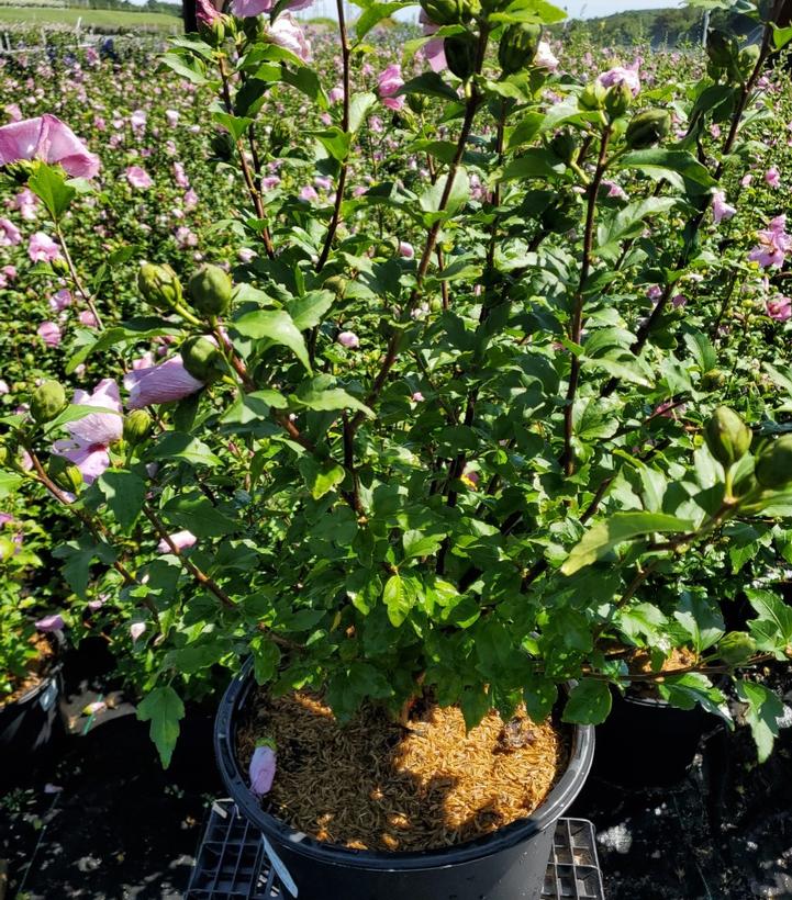 Hibiscus syriacus Aphrodite