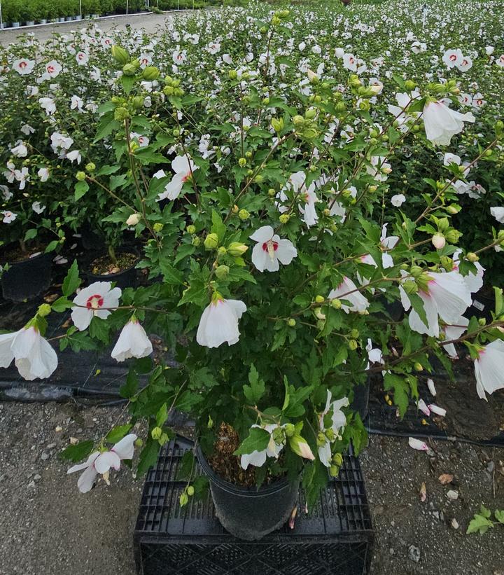 Hibiscus syriacus Red Heart