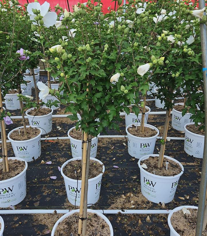 Hibiscus syriacus White Chiffon®