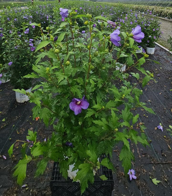 Hibiscus x Paraplu Violet®