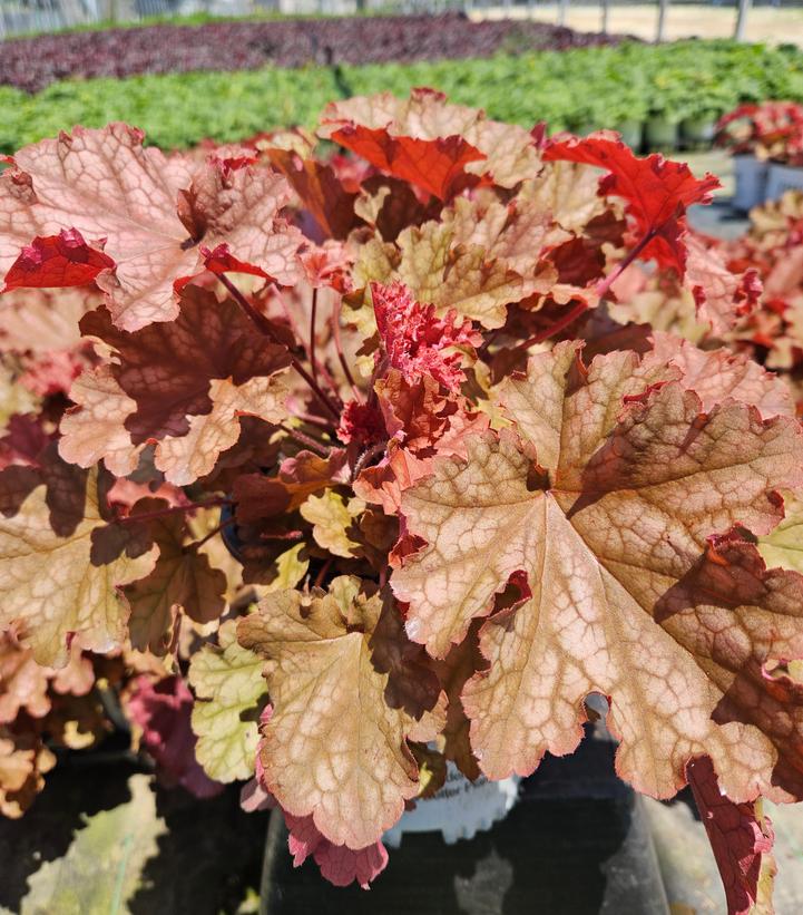 Heuchera hybrid Primo™ 'Peachberry Ice'