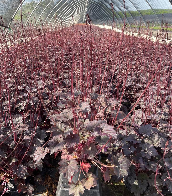 Heuchera Frosted Violet