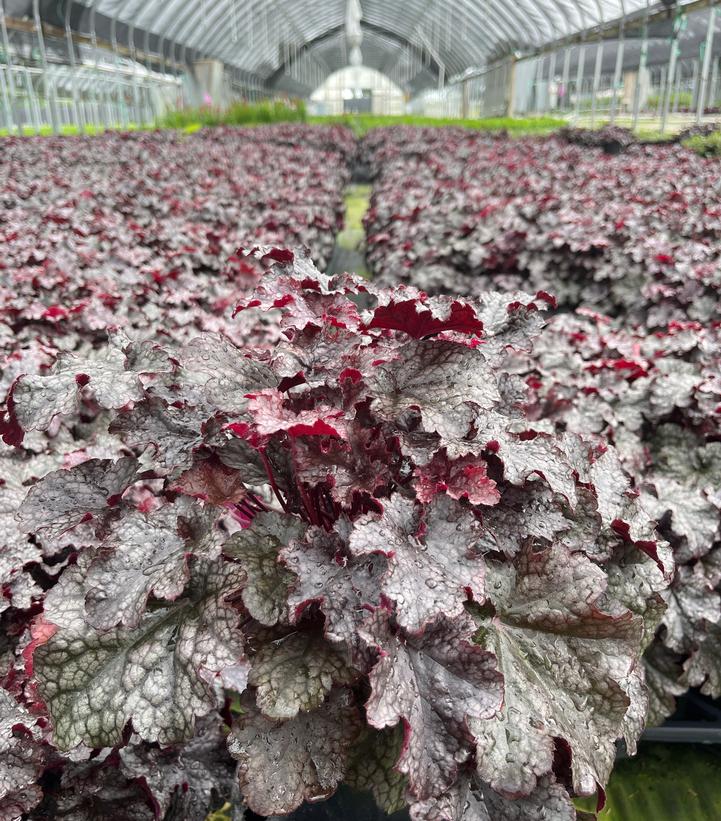 Heuchera 'Plum Pudding'