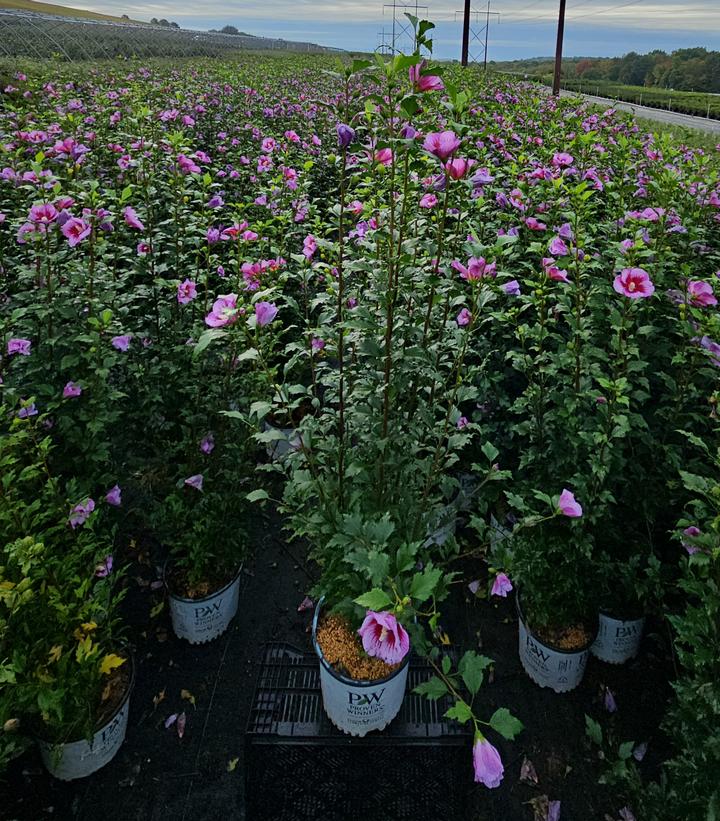 Hibiscus syriacus Purple Pillar®