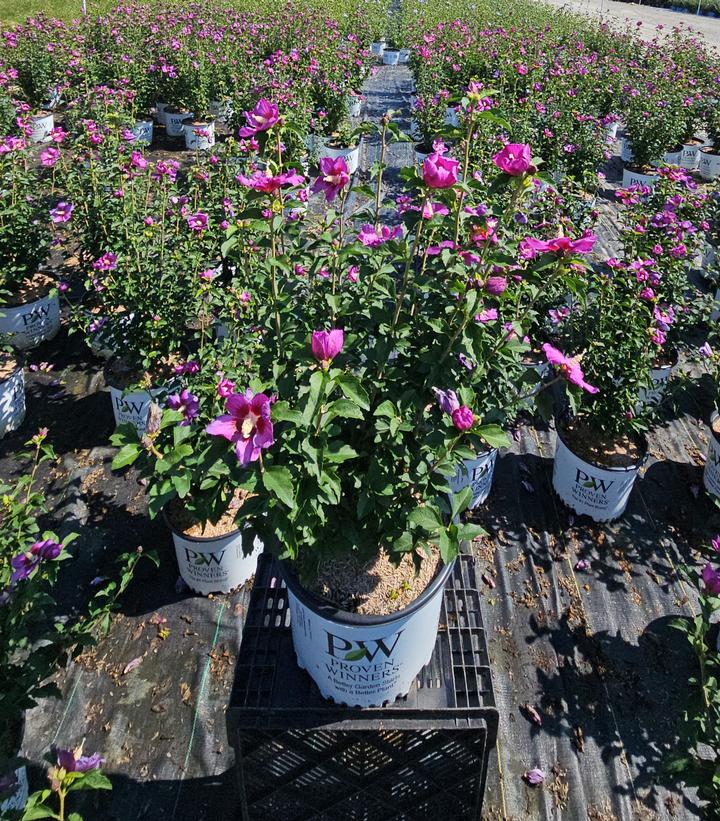 Hibiscus syriacus Lil' Kim® Violet