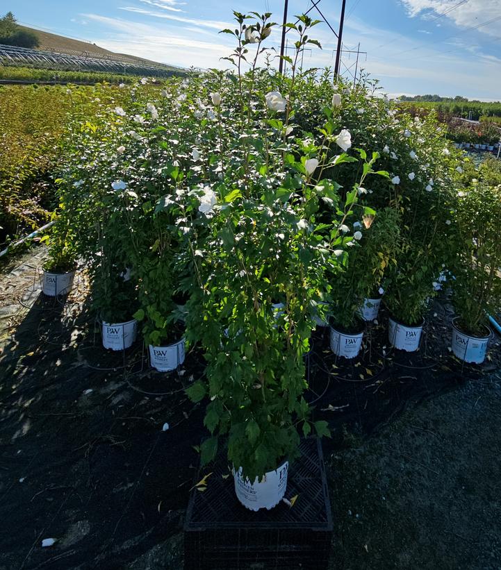 Hibiscus syriacus White Pillar®