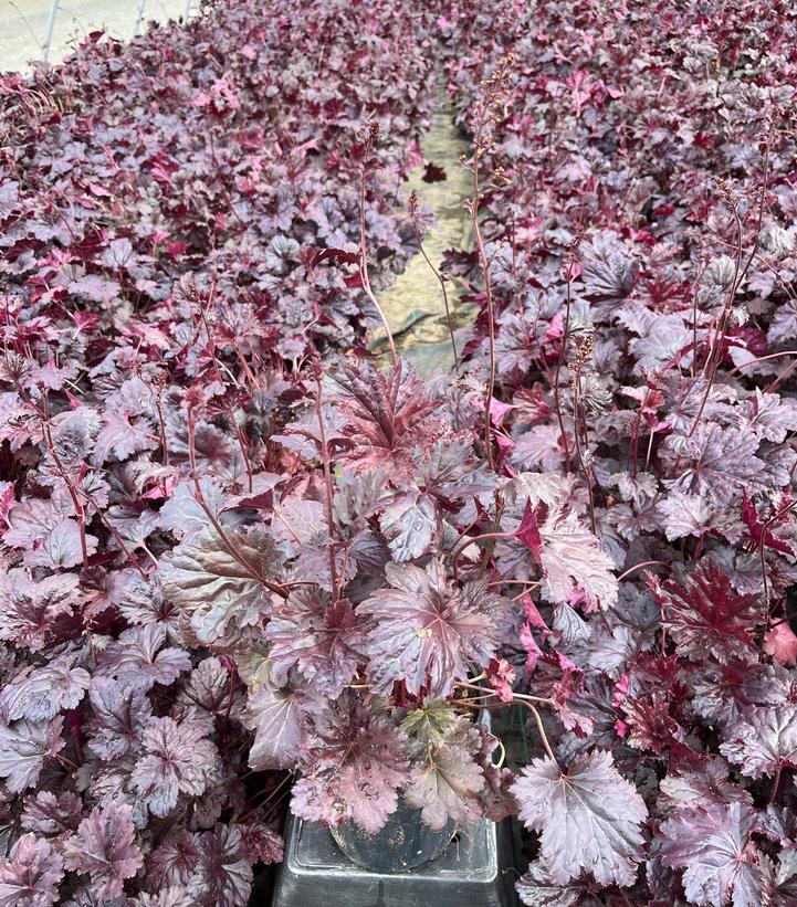 Heuchera Black Sea