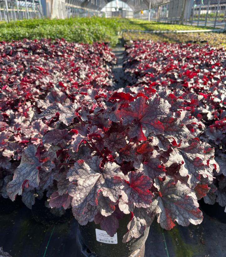 Heuchera 'Plum Pudding'